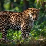 Yala National Park: Where Leopards Roam and Wilderness Thrives